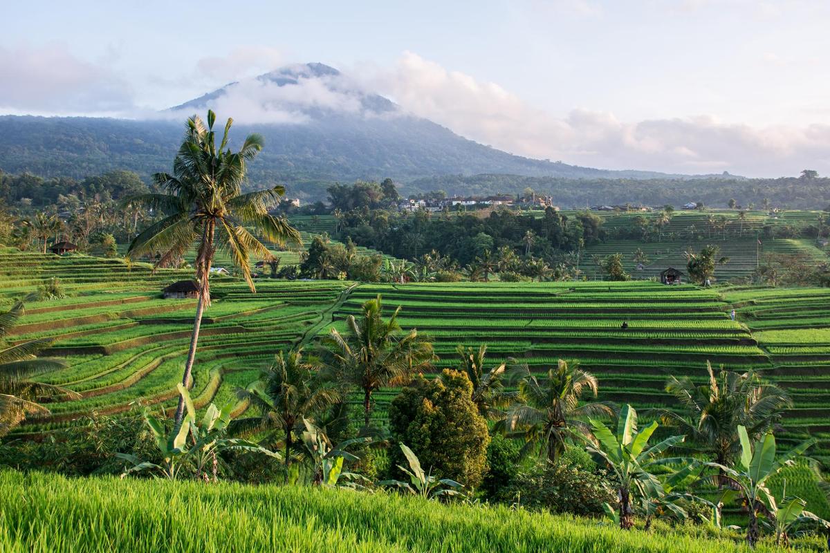 a palm tree in a field with a mountain in the background