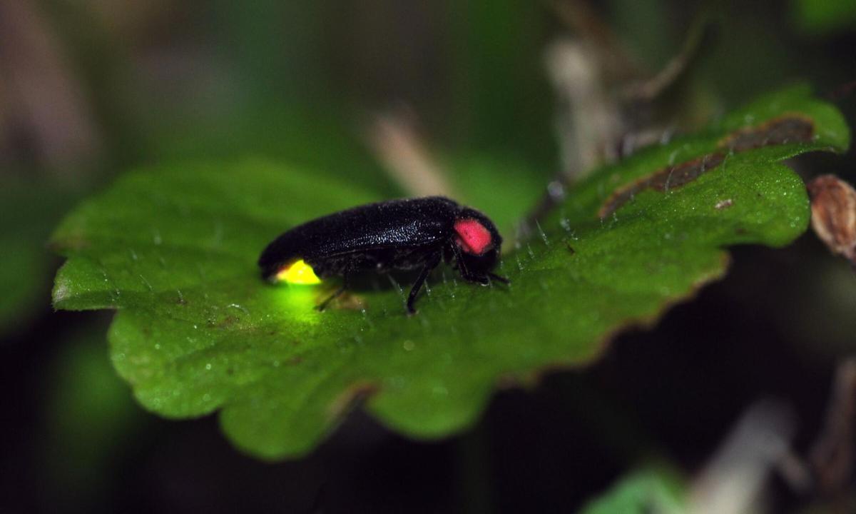 a beetle is sitting on a green leaf