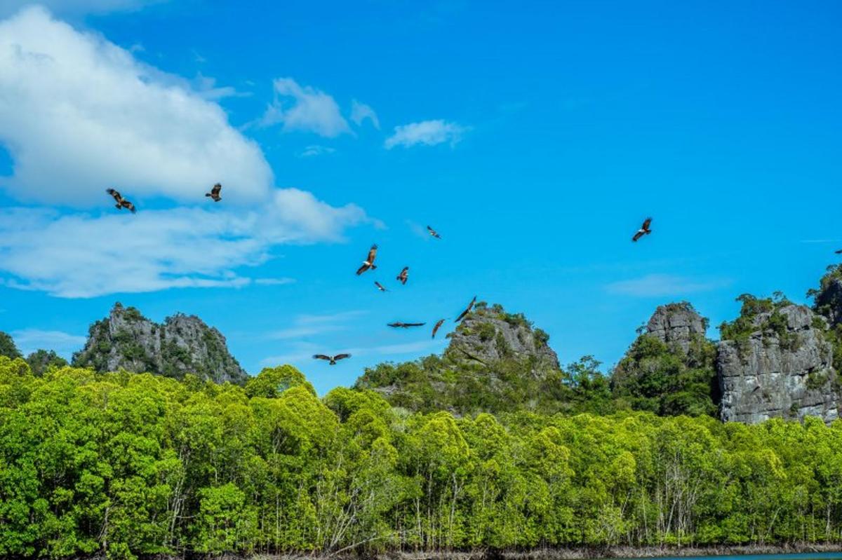 Un grupo de pájaros volando en el cielo sobre los árboles.