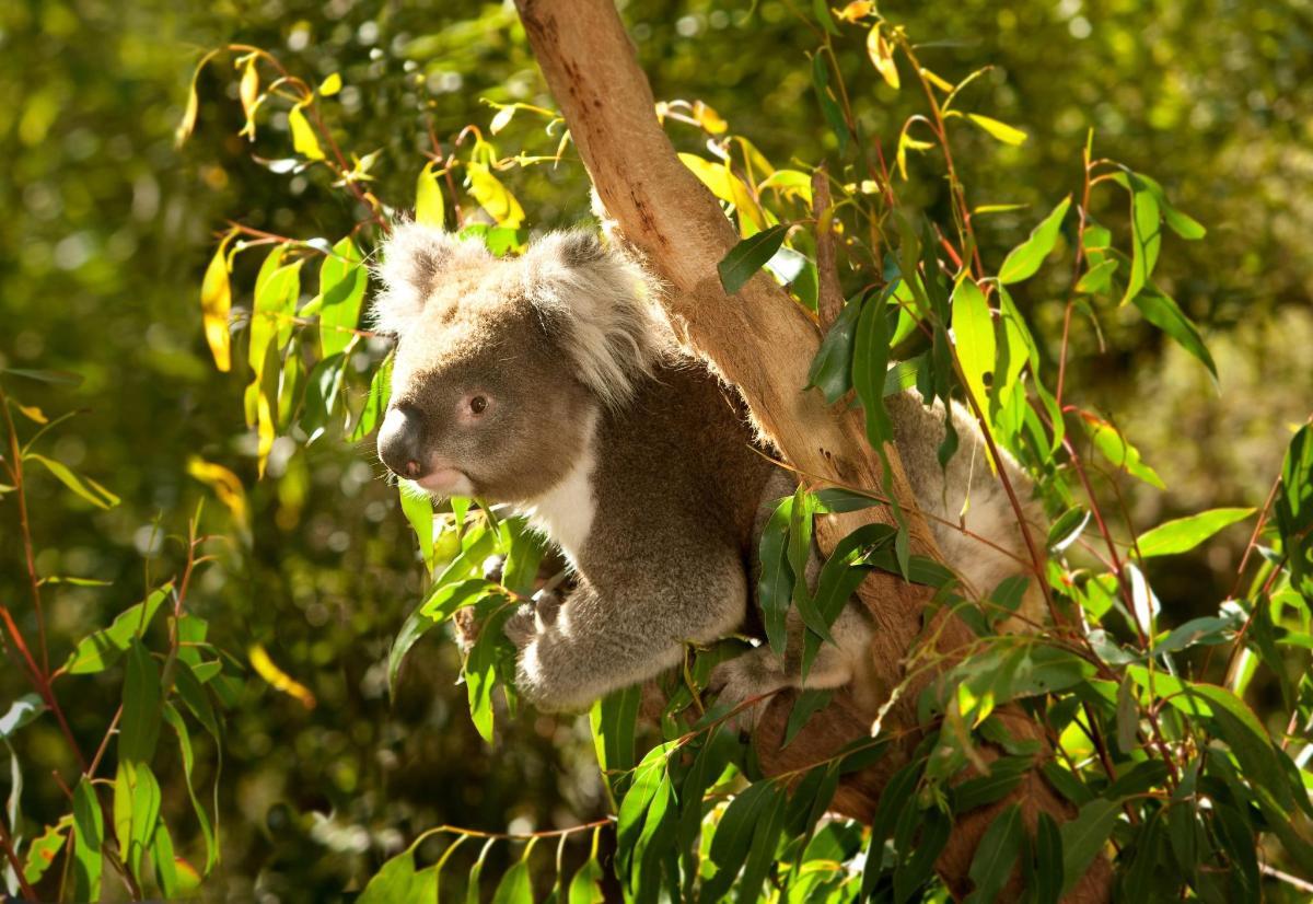 a koala is sitting in a tree