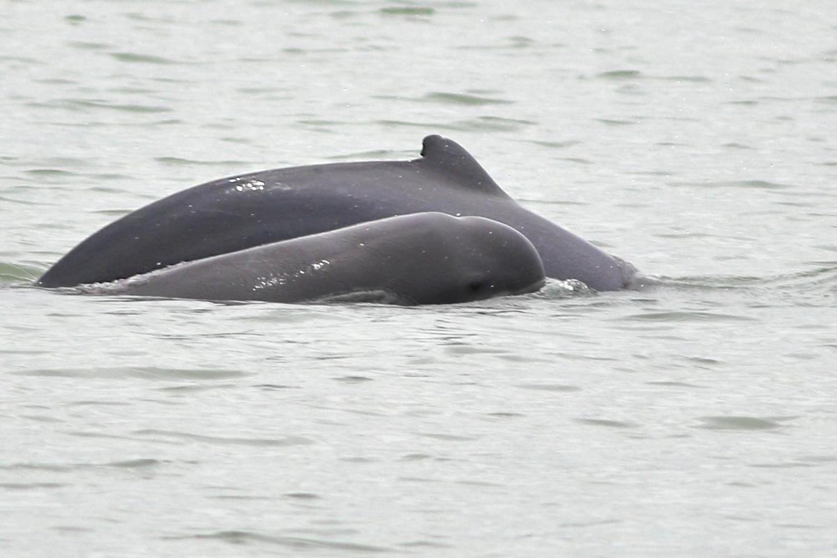 a pair of dolphins swimming in the water