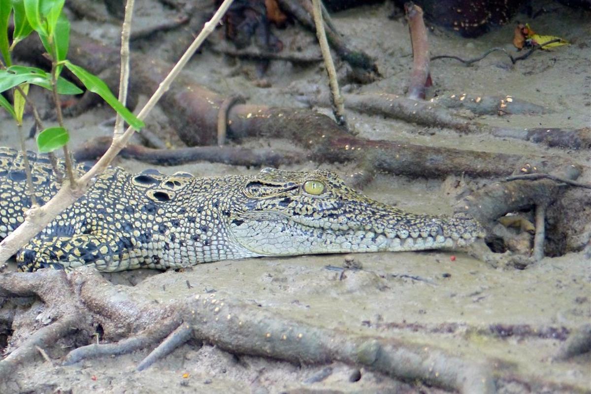 a crocodile laying on the ground in the dirt