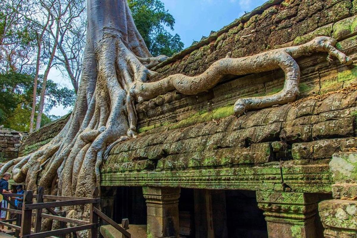 a tree growing on the side of a building