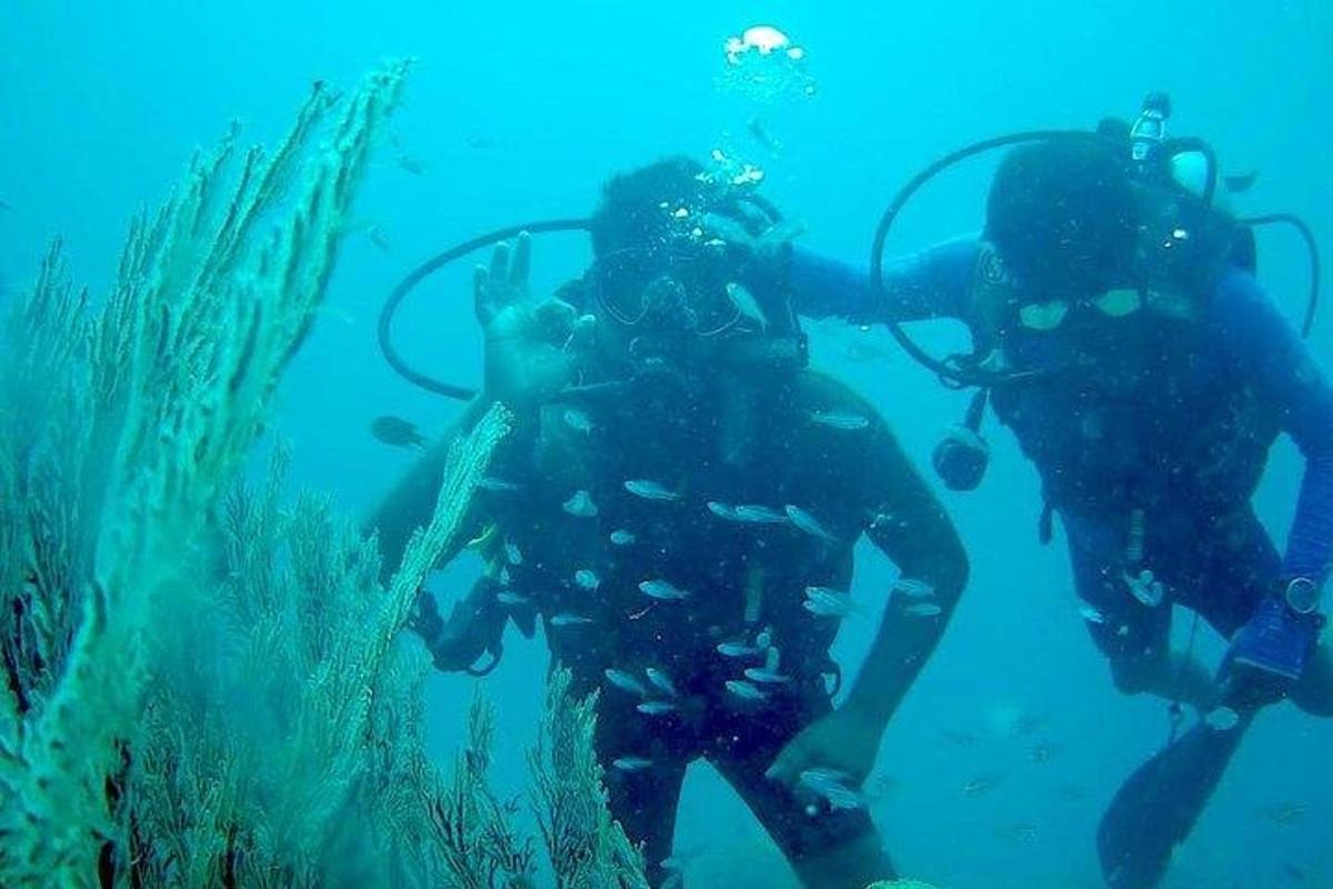 a diver is taking a picture of a reef