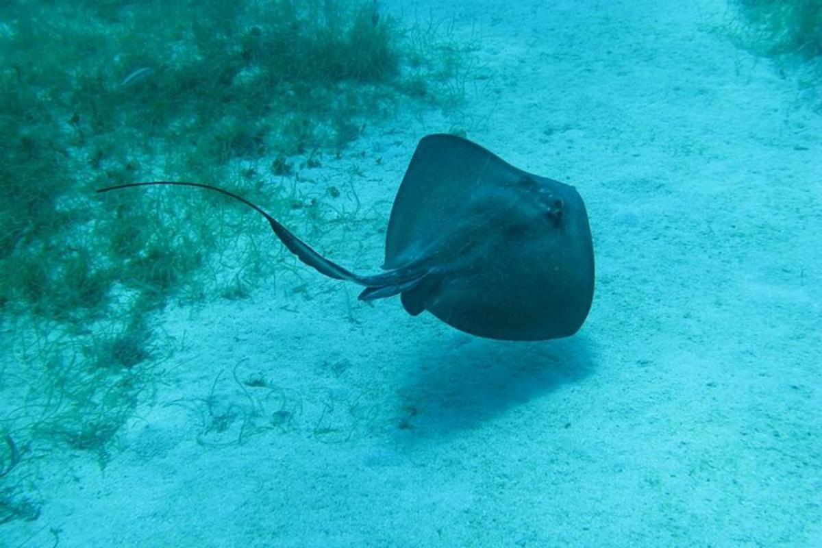 o pisică de mare înotând în apa oceanului