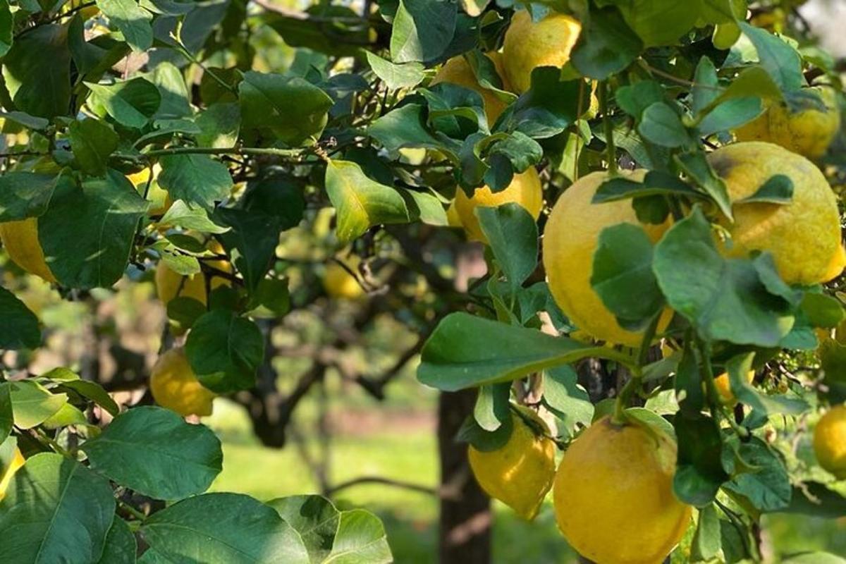 sekumpulan buah kuning di atas pokok