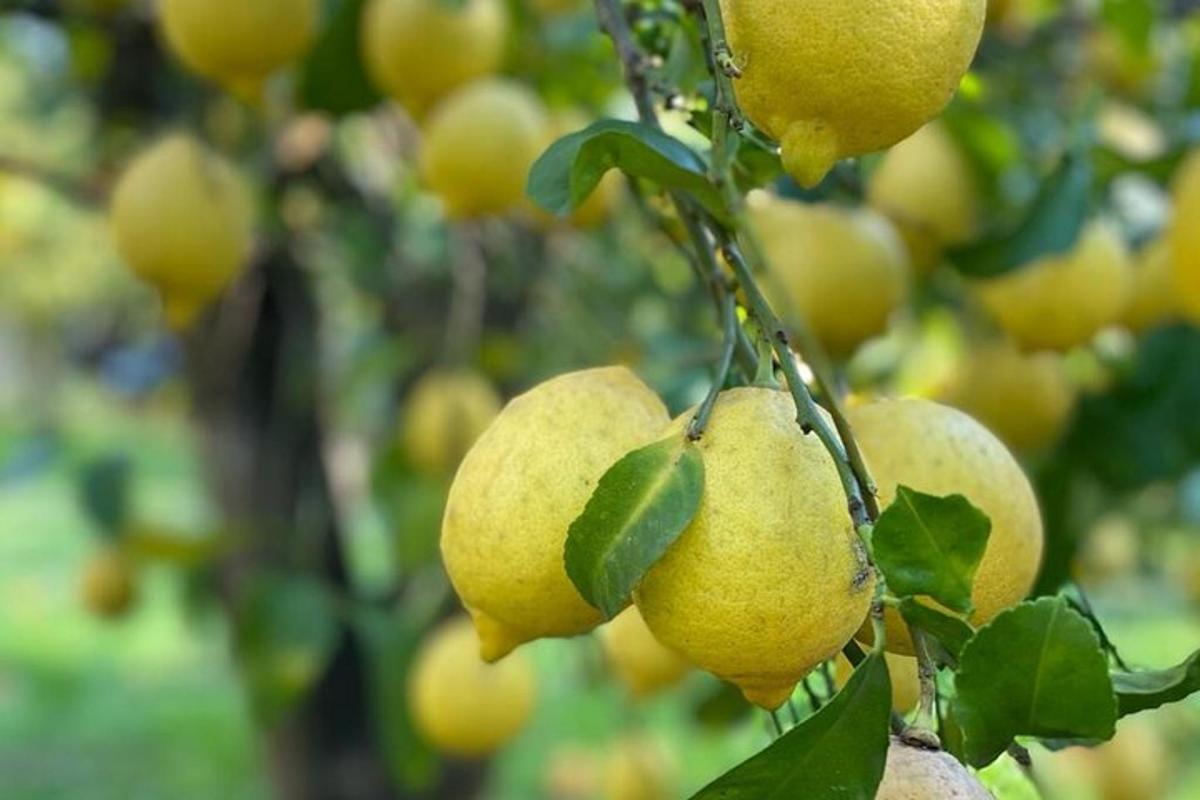 sekumpulan buah kuning tergantung pada pokok