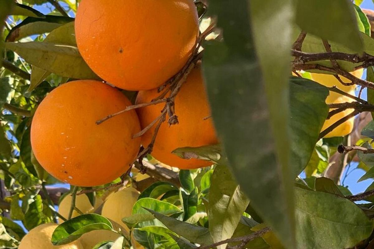sekumpulan oren tergantung pada pokok