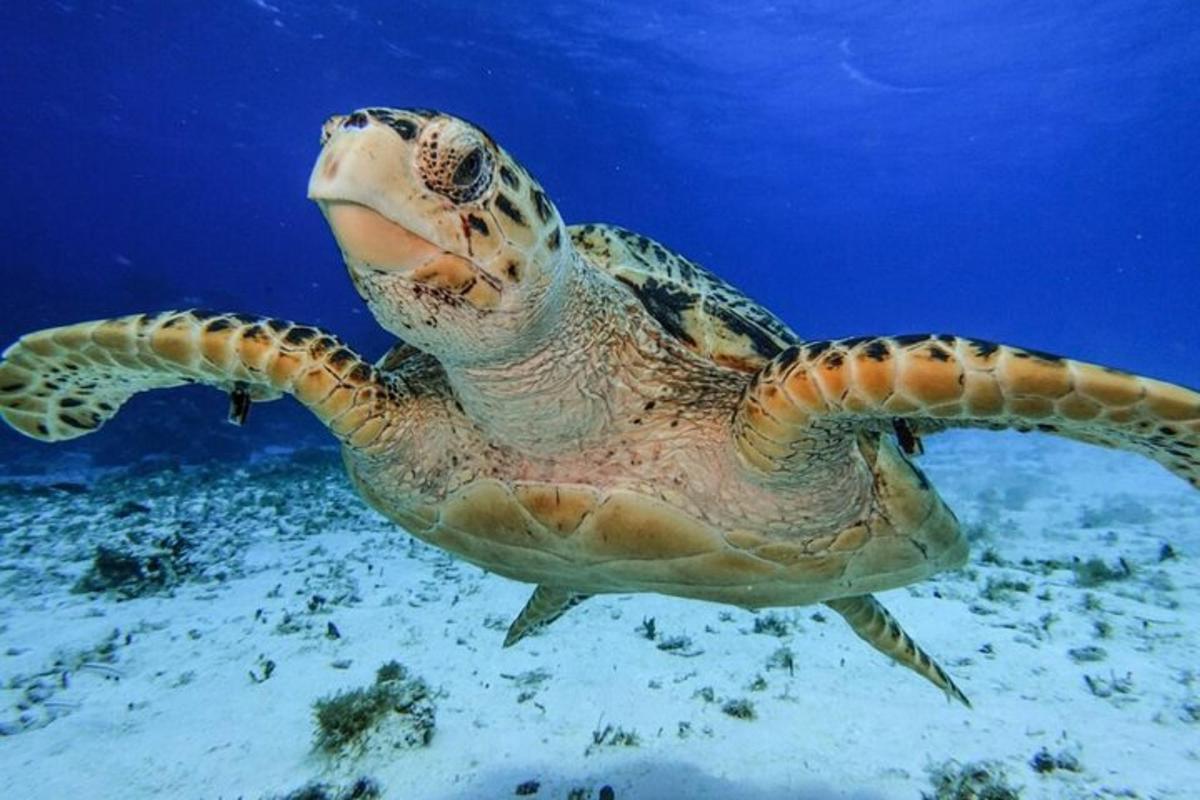 a green sea turtle swimming in the ocean