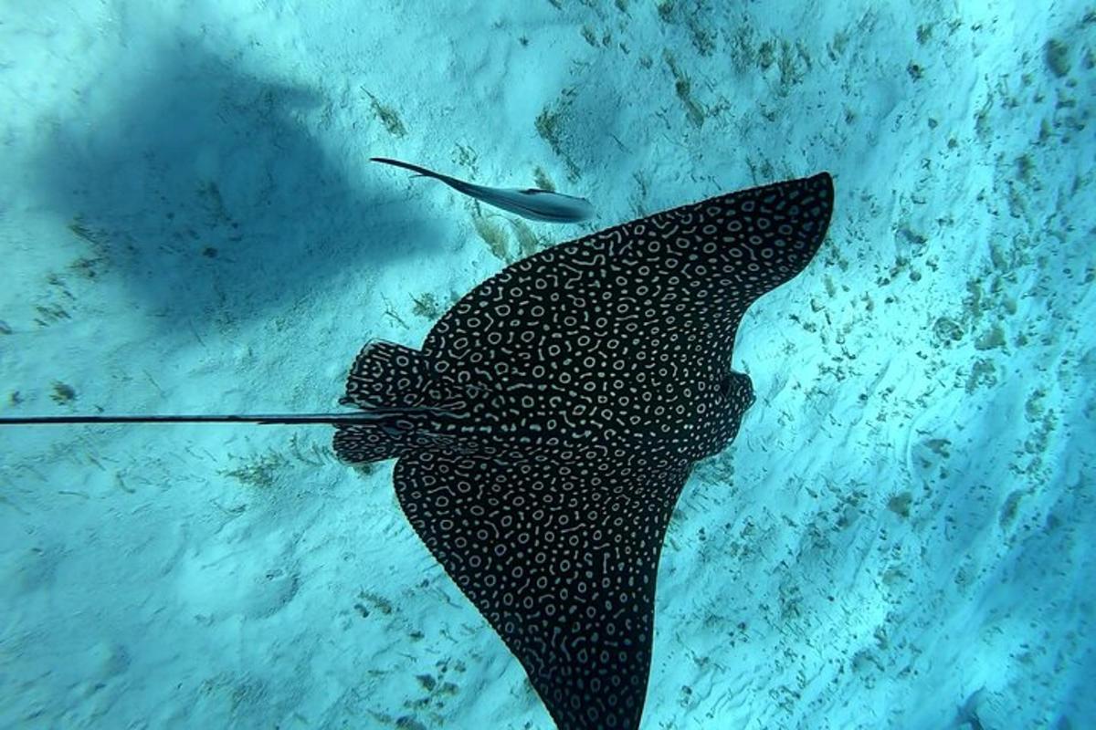 a stingray in the water with a fish
