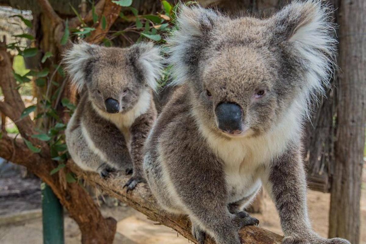 dua koala sedang duduk di atas dahan pokok