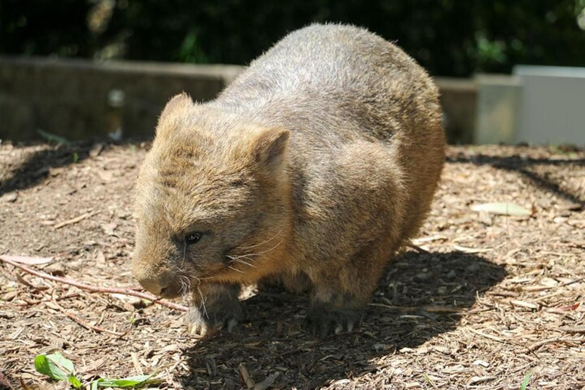 a small brown bear walking on the ground