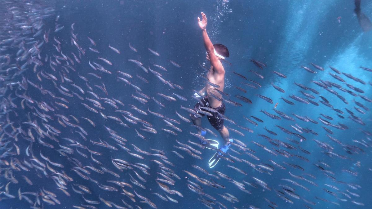 a man swimming in the water with a school of fish