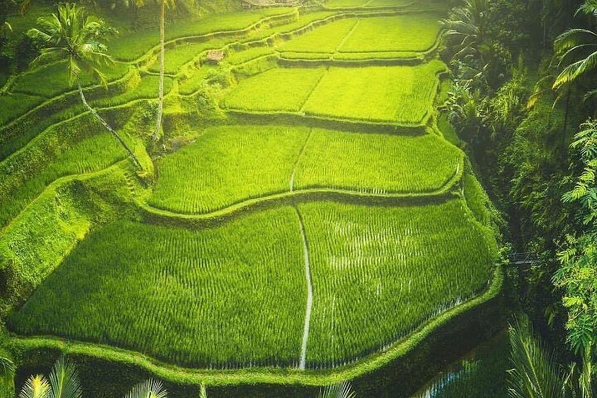 una vista aérea de un campo de arroz en la selva
