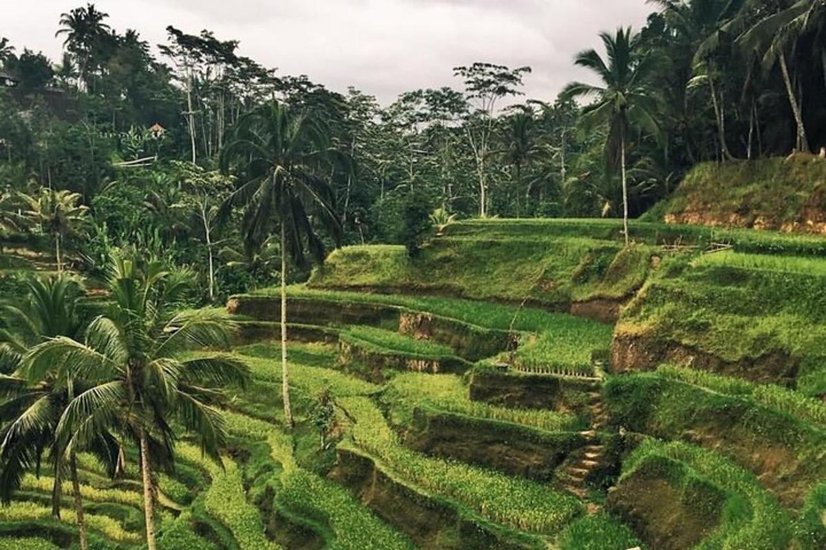 una vista aerea di un lussureggiante campo verde con palme
