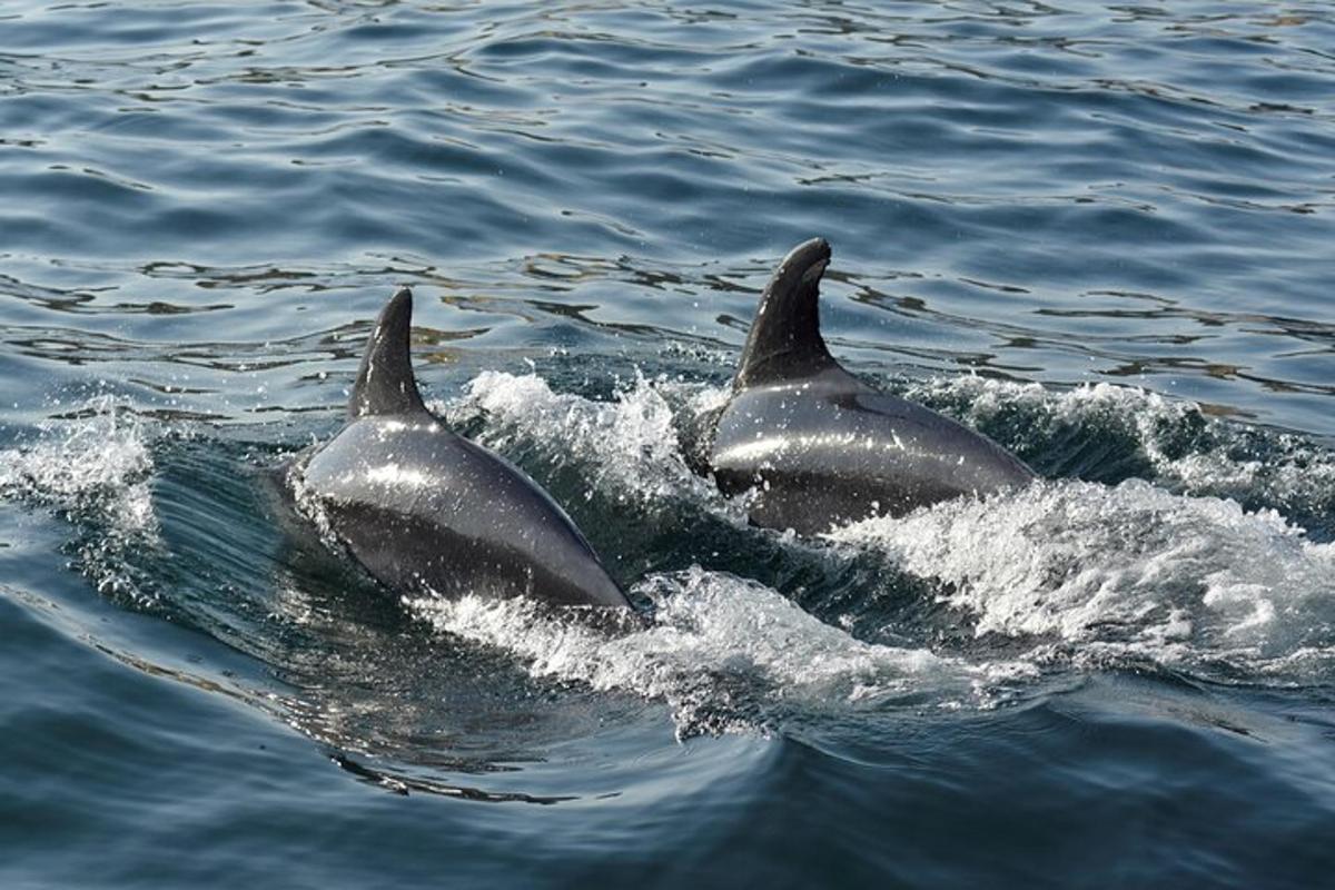 eine Gruppe von Delfinen, die im Wasser schwimmen
