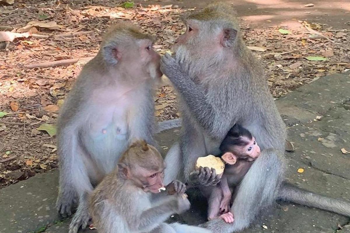 a group of monkeys sitting next to each other