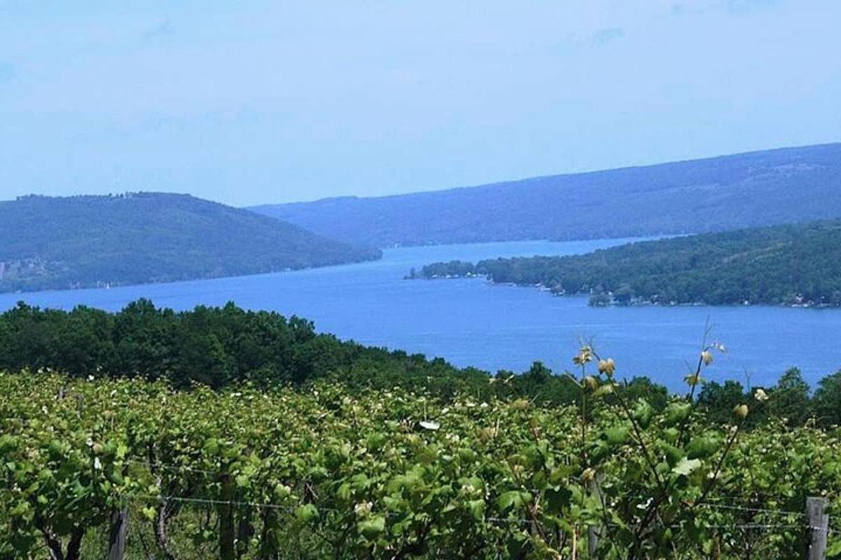 a view of a lake from a vineyard