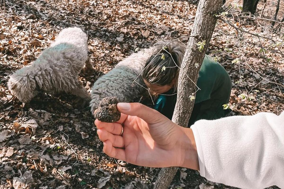 una persona sosteniendo un trozo de comida delante de un perro