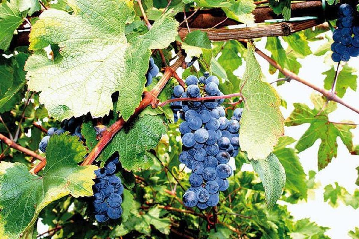 kiść niebieskich winogron wiszących na drzewie