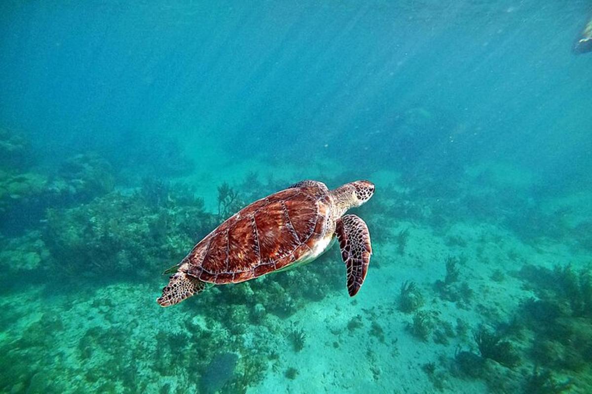 zelená mořská želva plavající v oceánu