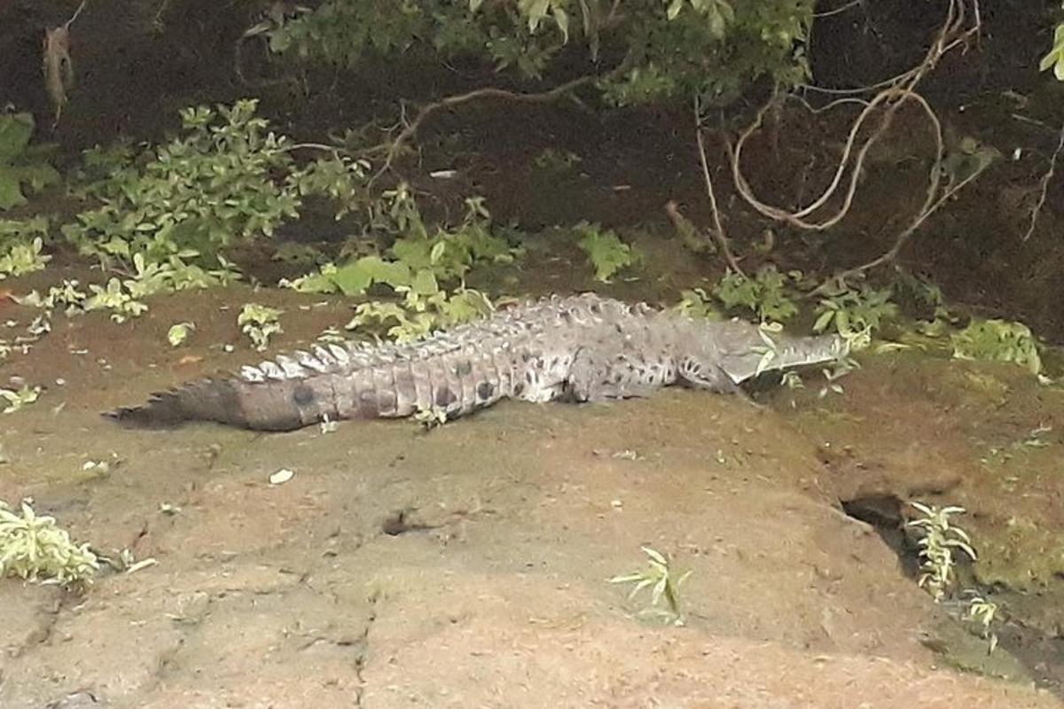 krokodil, ki leži na tleh na skali
