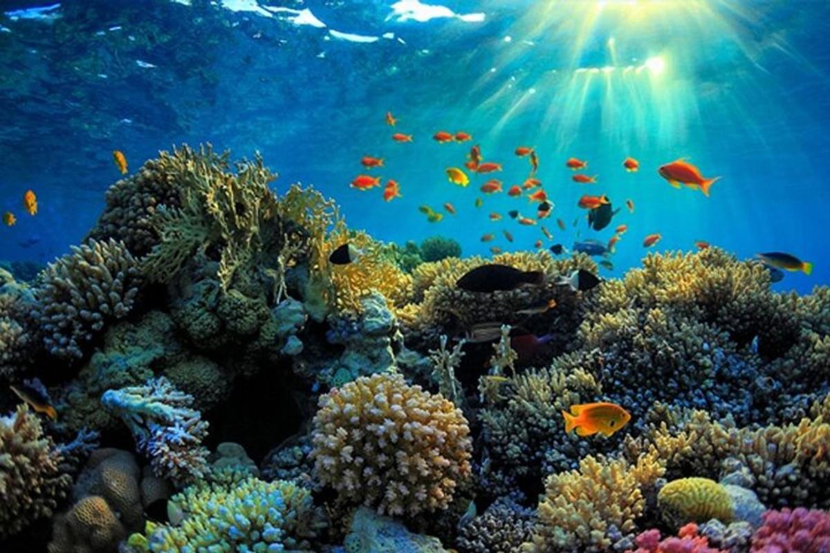 ein Korallenriff mit Fischen im Ozean