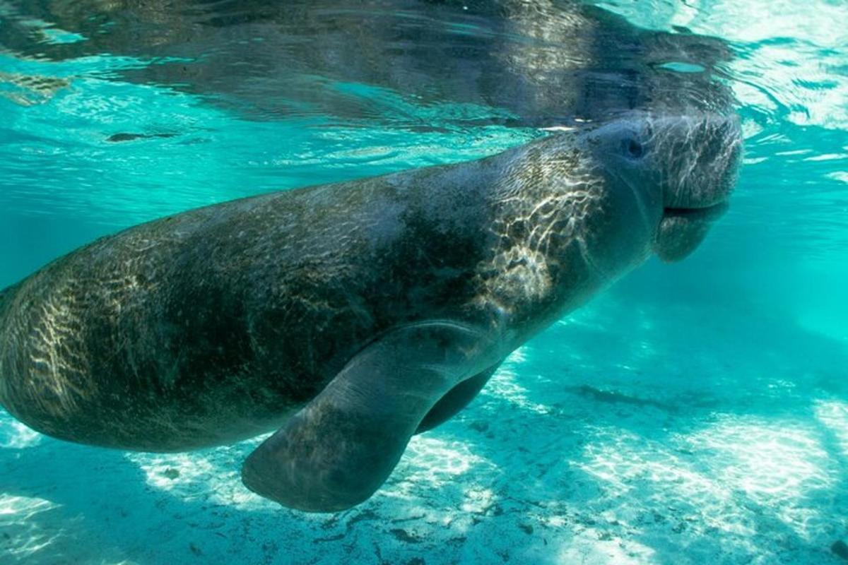 a sea animal swimming in the water