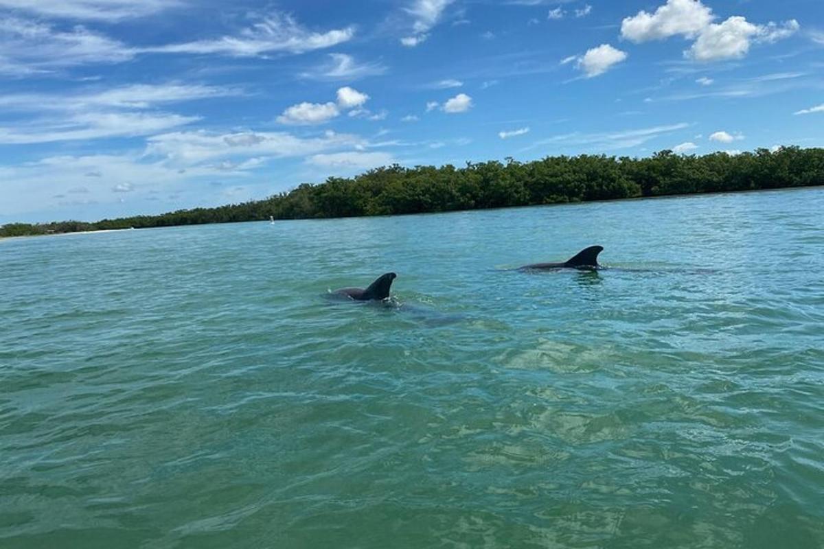 two dolphins swimming in a body of water