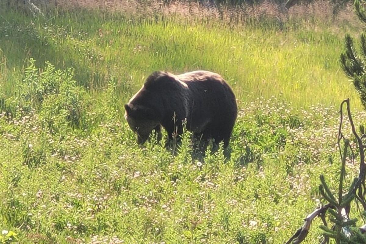 a black bear standing in a field of grass