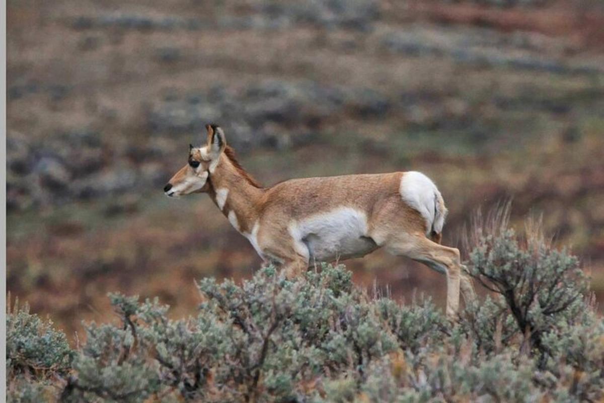 a gazelle running in a field