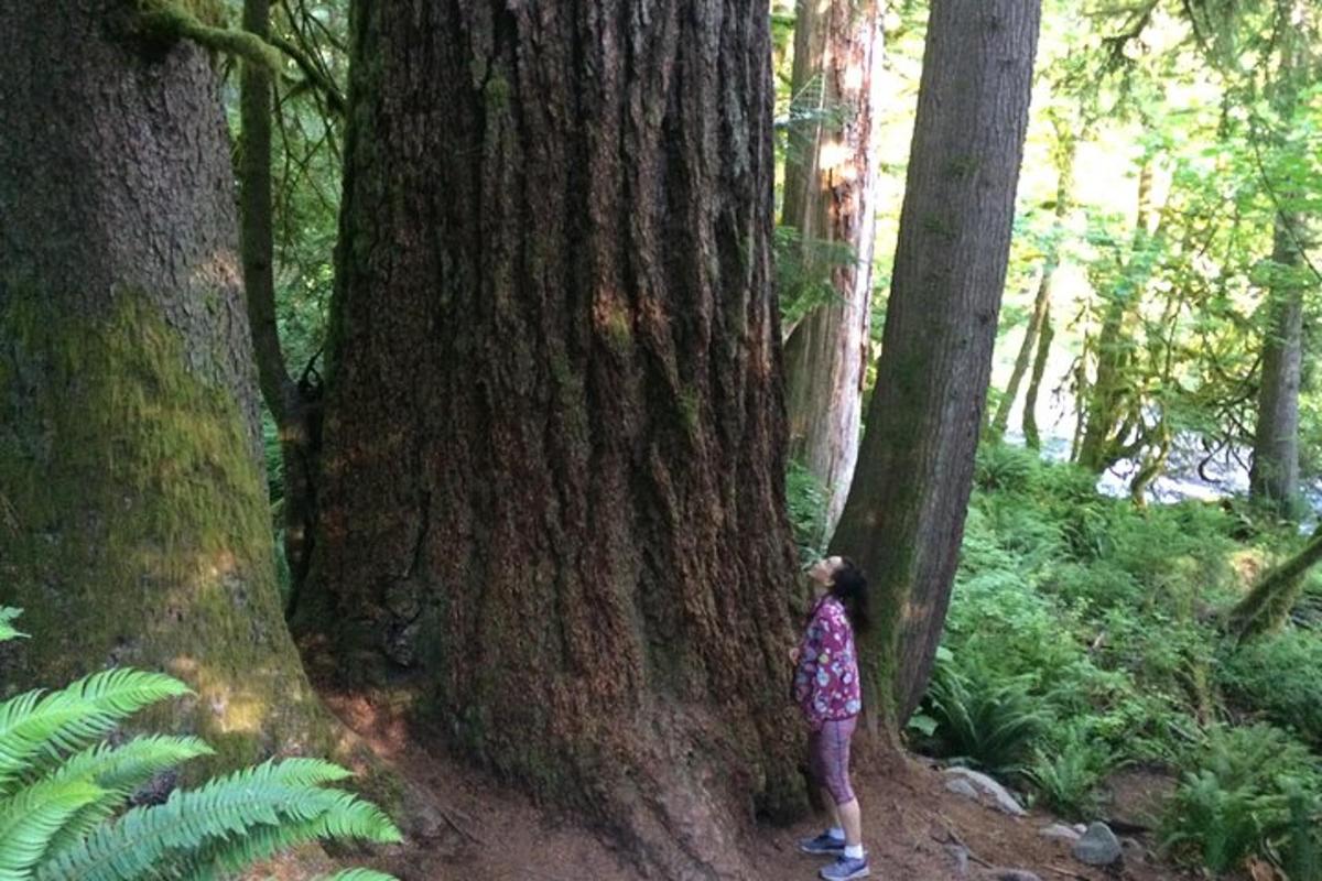 Una niña parada junto a un gran árbol en un sendero.