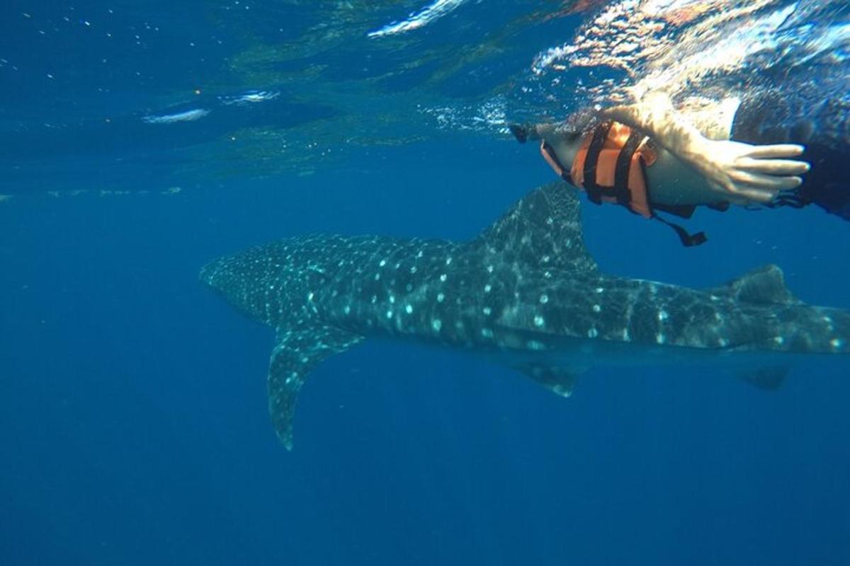 a person swimming next to a whale shark in the water