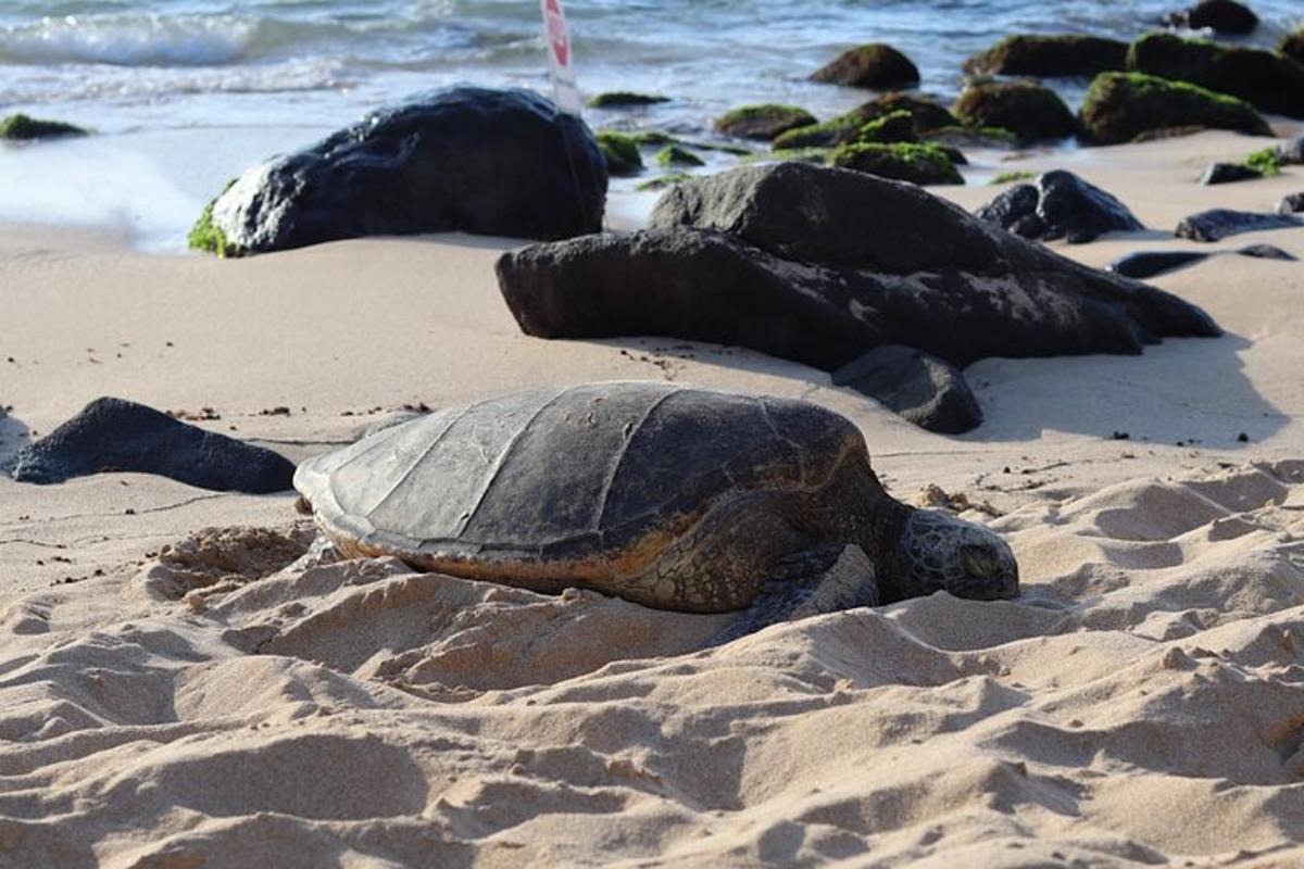 kornjača leži u pijesku na plaži