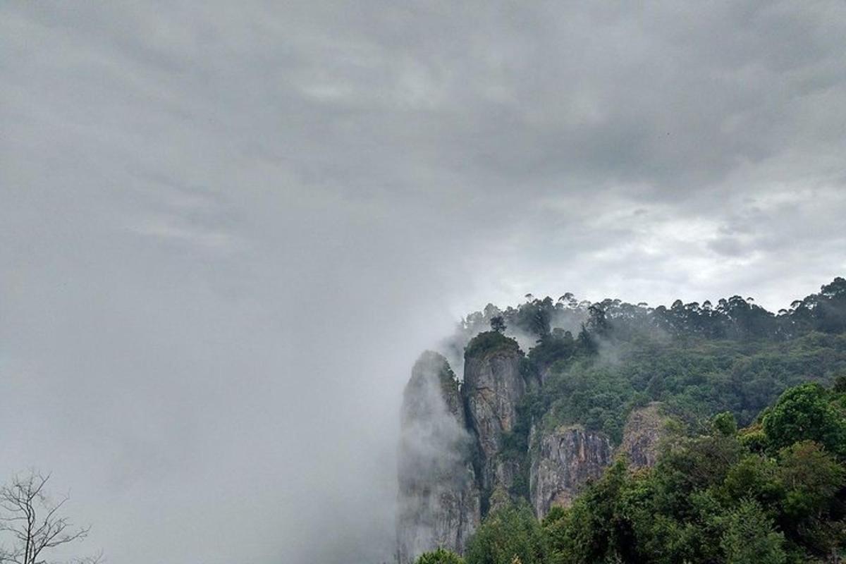 a misty mountain in the middle of a forest