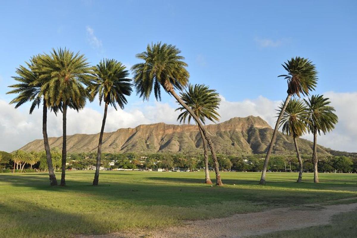 a group of palm trees in a field with mountains in the background