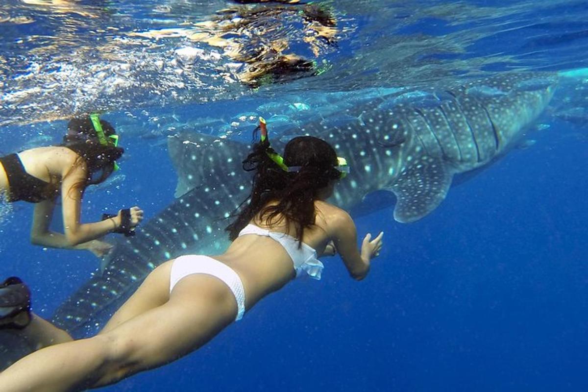 sekumpulan orang berenang di sebelah jerung paus