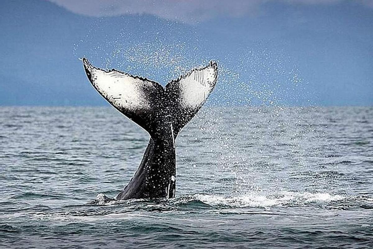 una cola de ballena que sobresale del agua