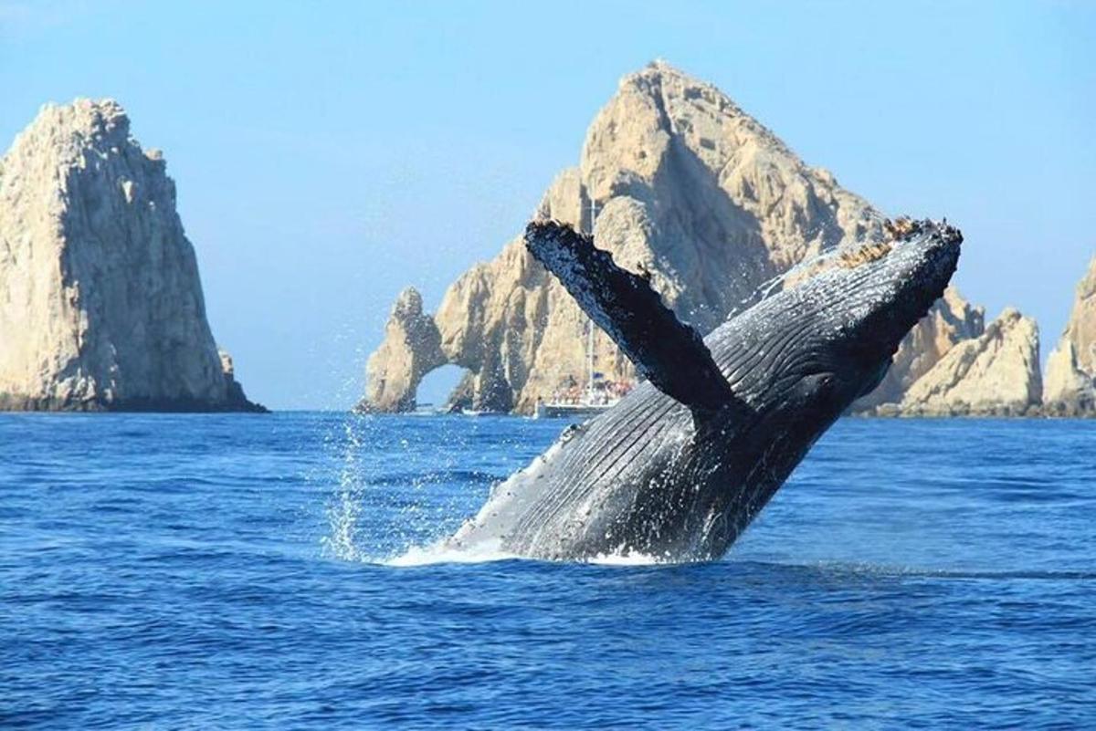 una megattera che salta fuori dall'acqua