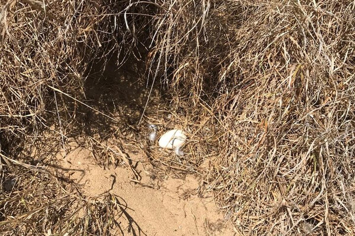un animale bianco sdraiato nella polvere nell'erba