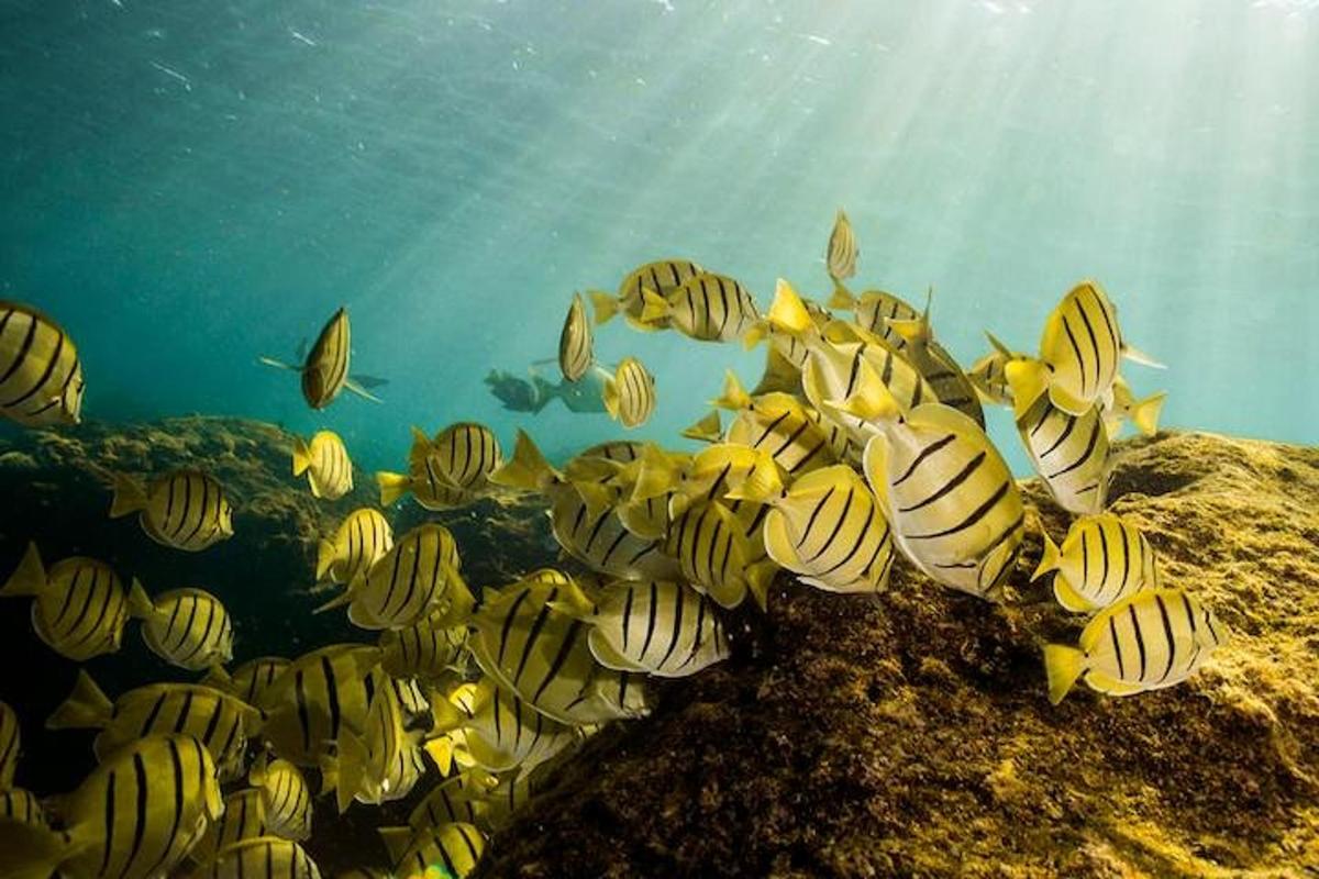sekumpulan ikan berenang di lautan