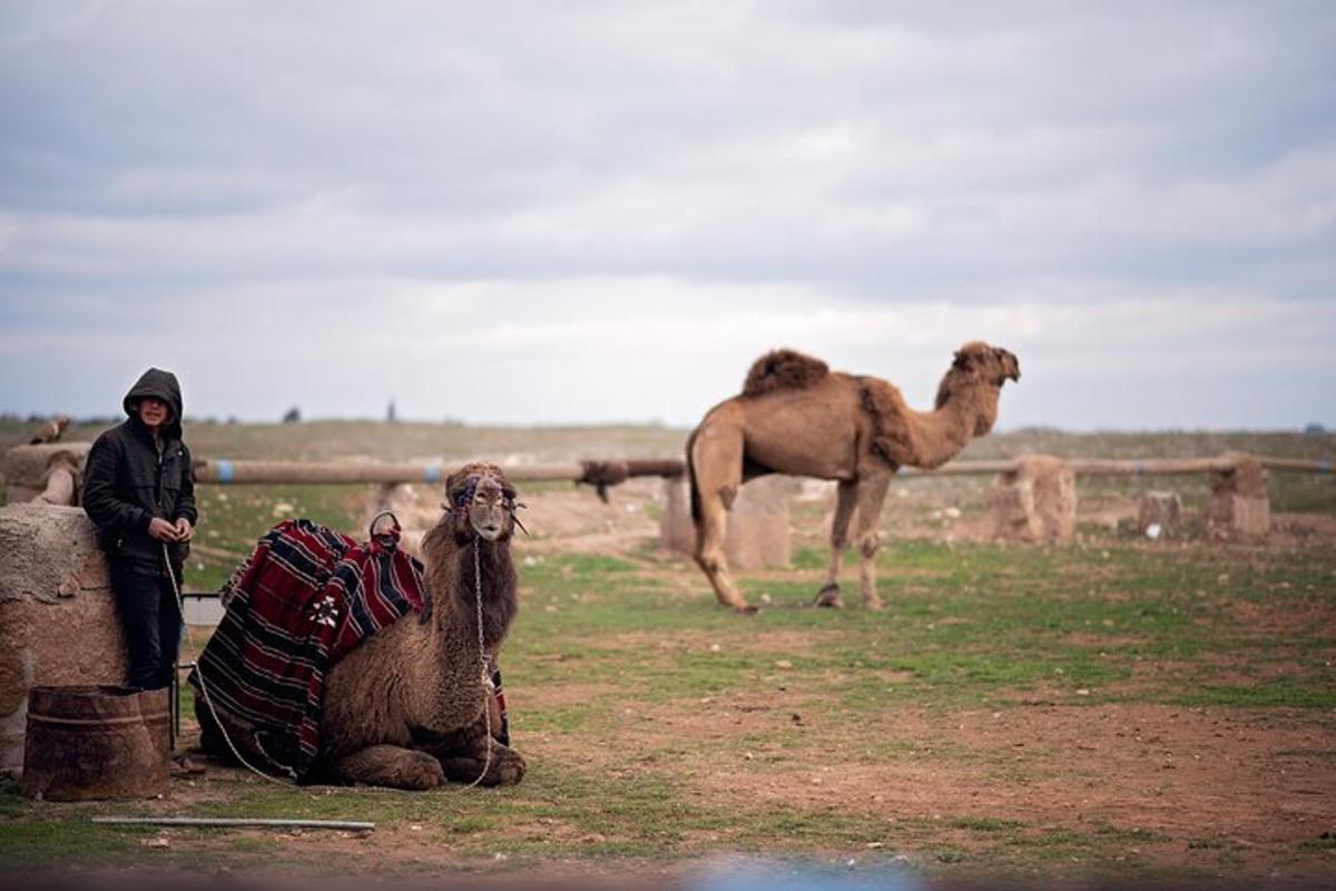 a woman standing next to two camels in a field