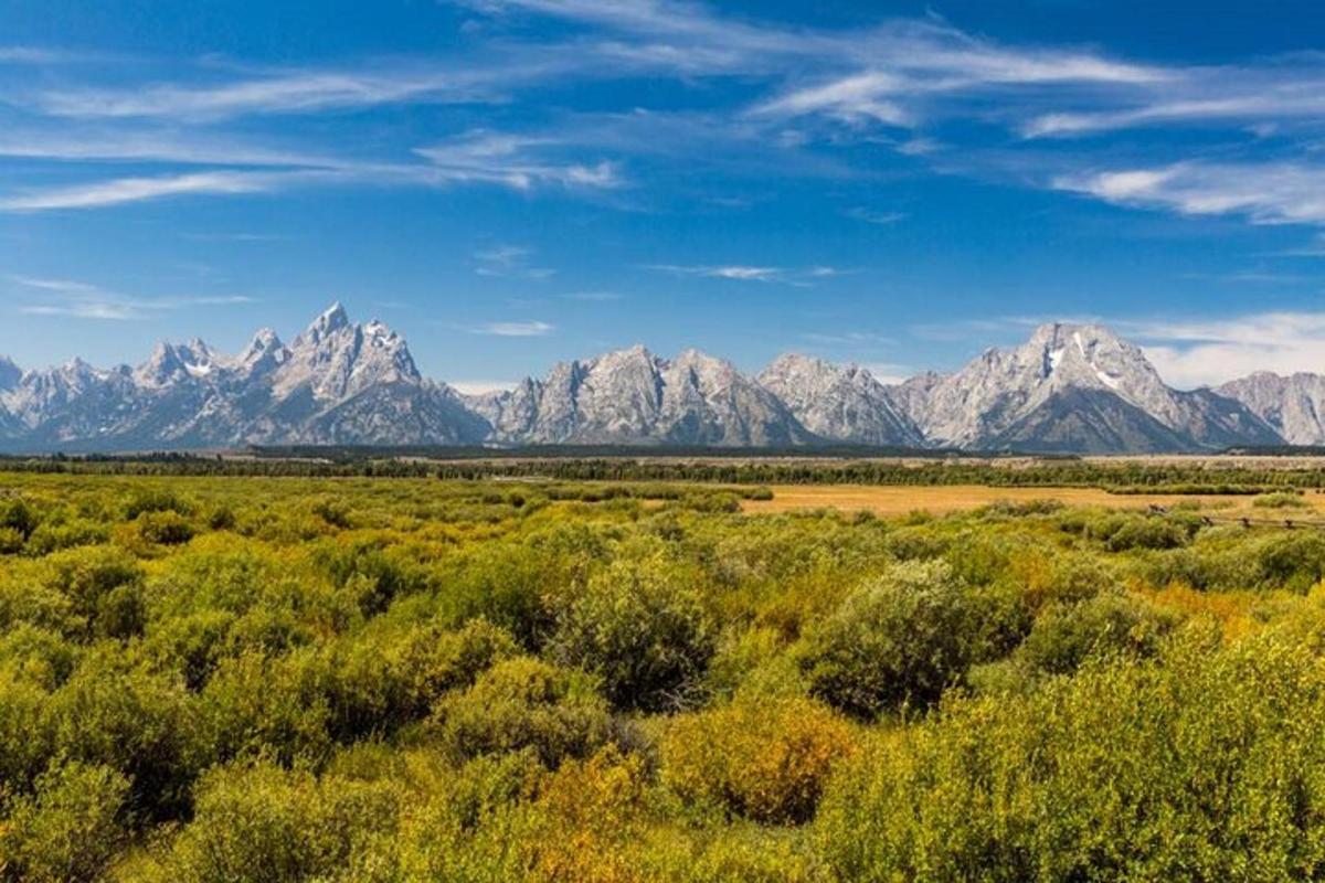 Un campo con árboles y montañas al fondo
