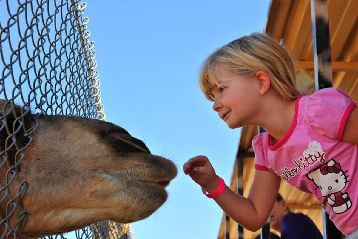 a little girl feeding a giraffe at a zoo