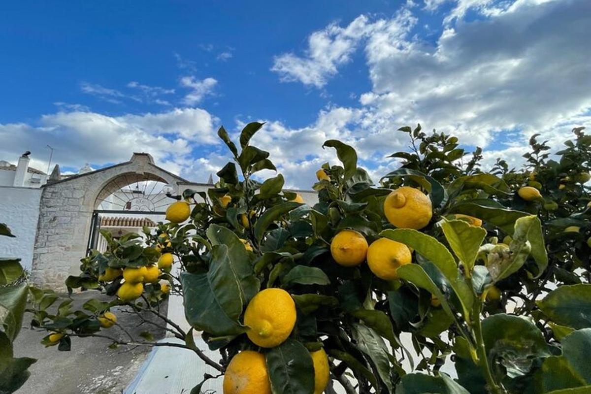 a tree filled with lots of oranges in front of a building