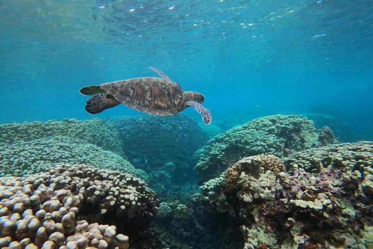 a green turtle swimming over a coral reef