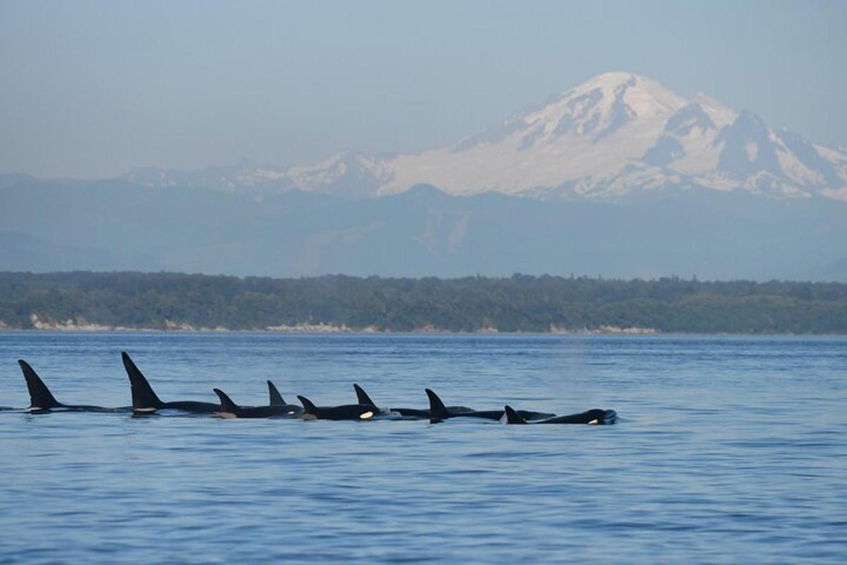 a group of dolphins swimming in the water
