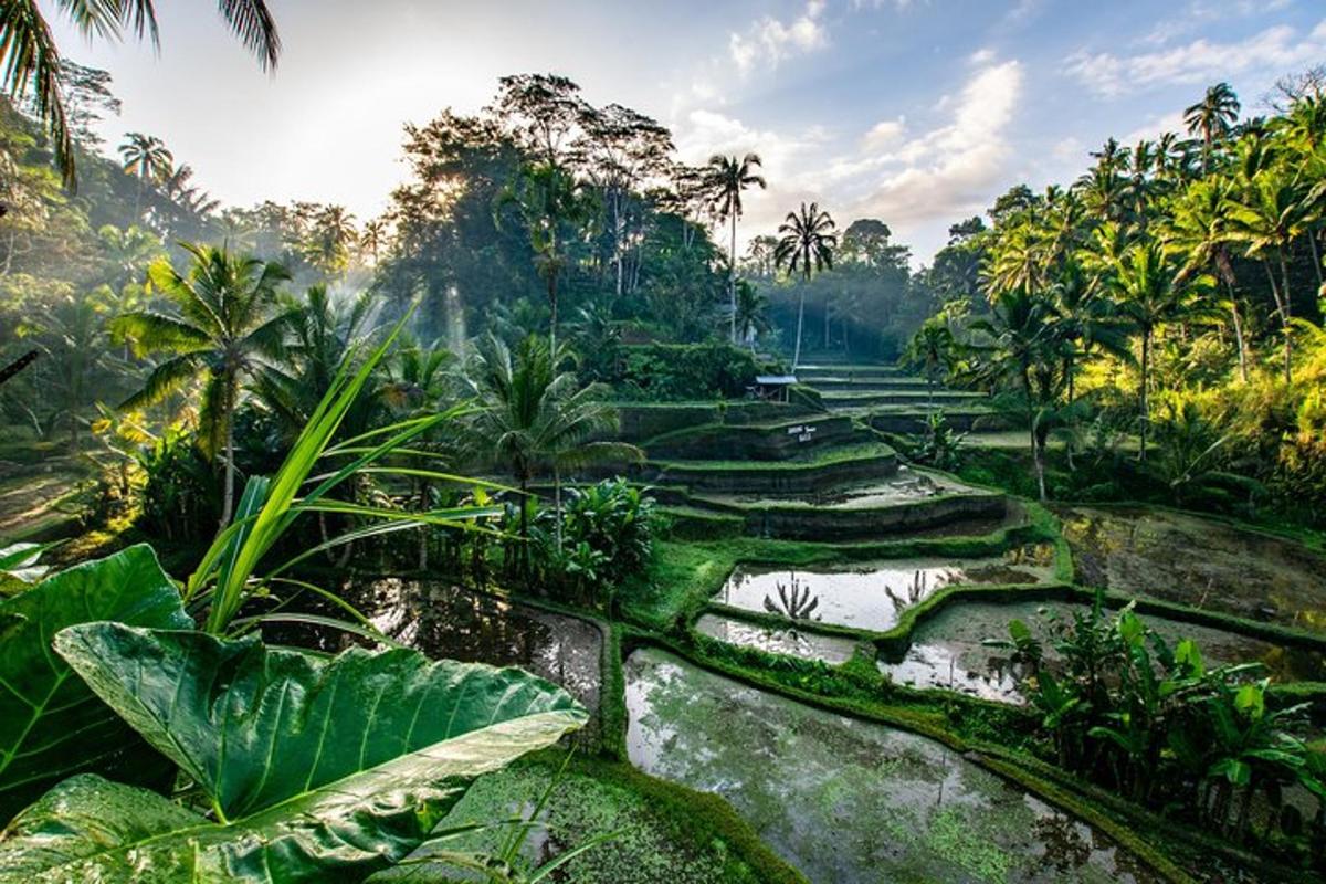 um campo no meio de uma selva com árvores