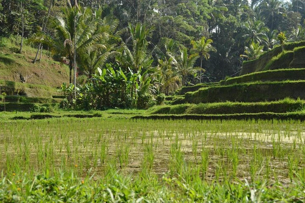 een grasveld met palmbomen op de achtergrond