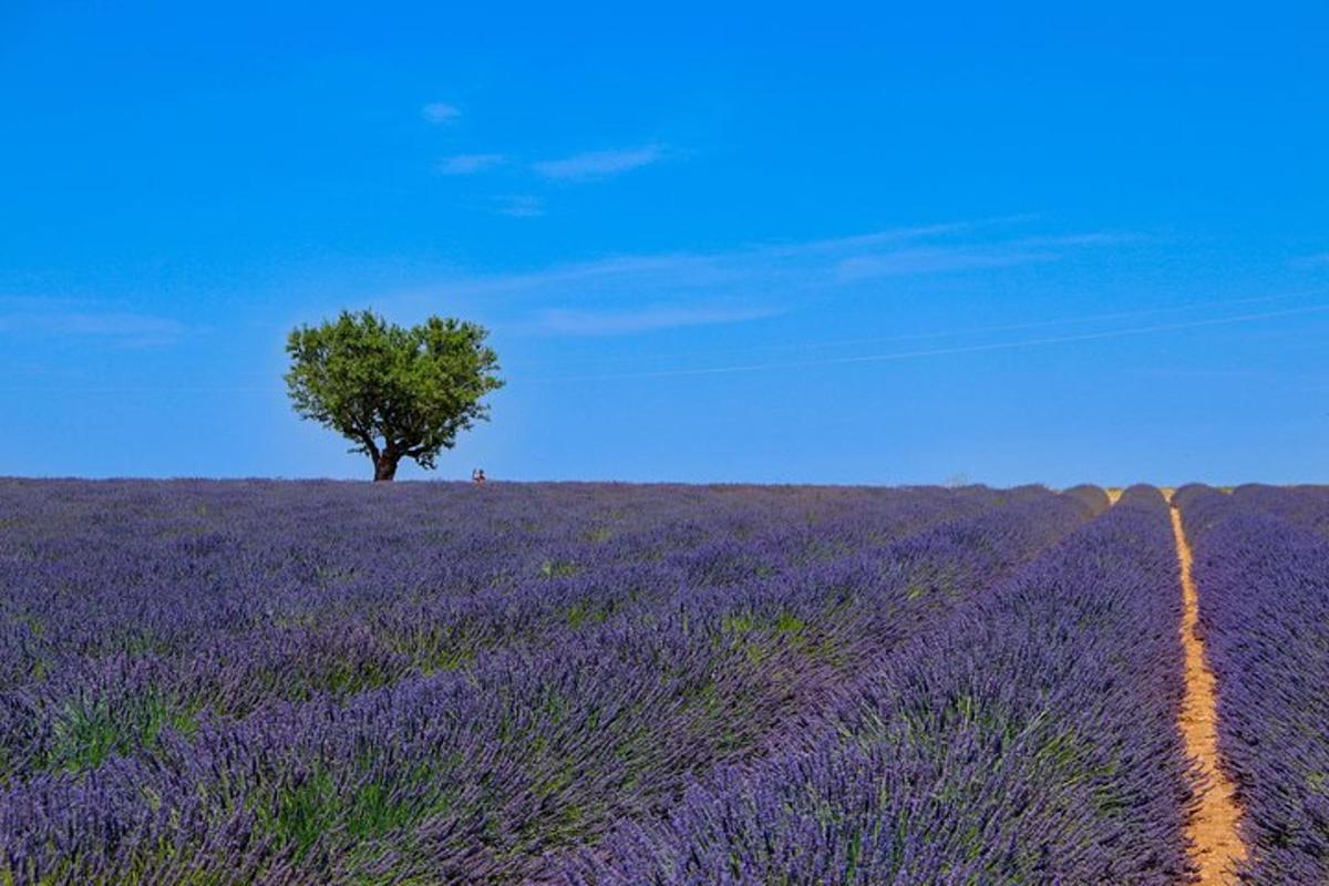 a field of lavender with a tree in the middle